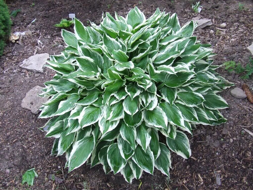 Undulata Ablo Marginata photo UndulataAbloMarginata.jpg